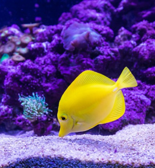 Zebra fish in Andaman