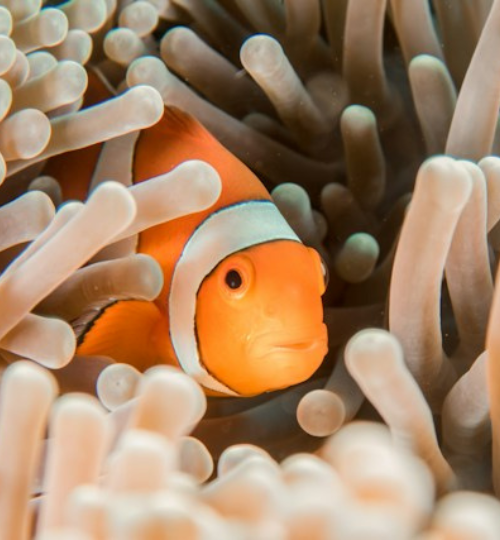 Nemo Fish in Nemo Beach Andaman