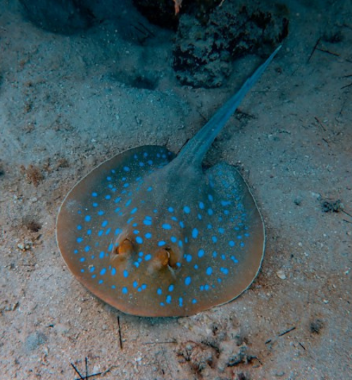 Stingray in havelock Island